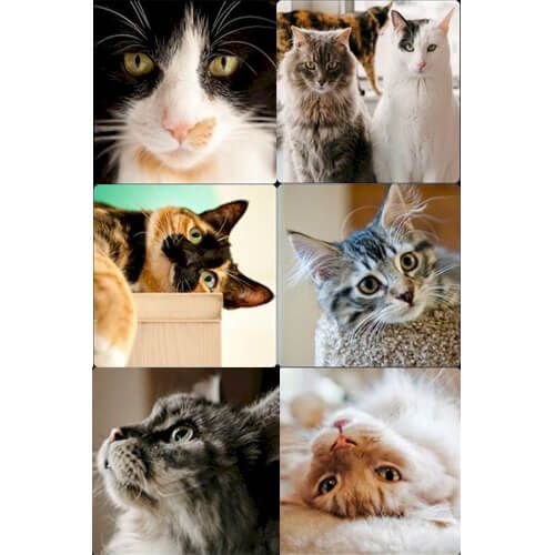 Country Matters Cats Coasters Set Of 6