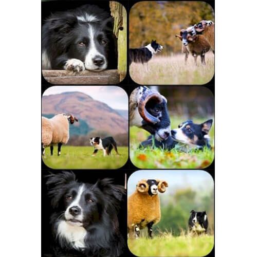 Country Matters Collie Coasters Set Of 6