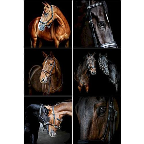 Country Matters Horses Coasters Set Of 6