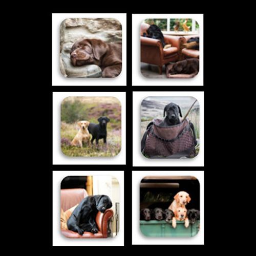 Country Matters Labradors Coasters Set Of 6
