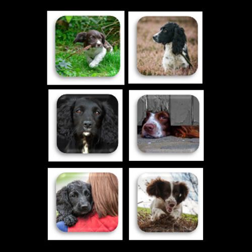 Country Matters Spaniels Coasters Set Of 6