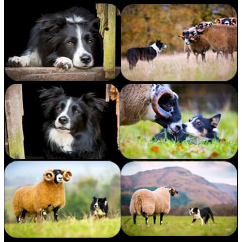 Country Matters Collie Placemat Set Of 6