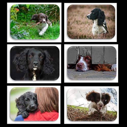 Country Matters Spaniels Placemats Set Of 6