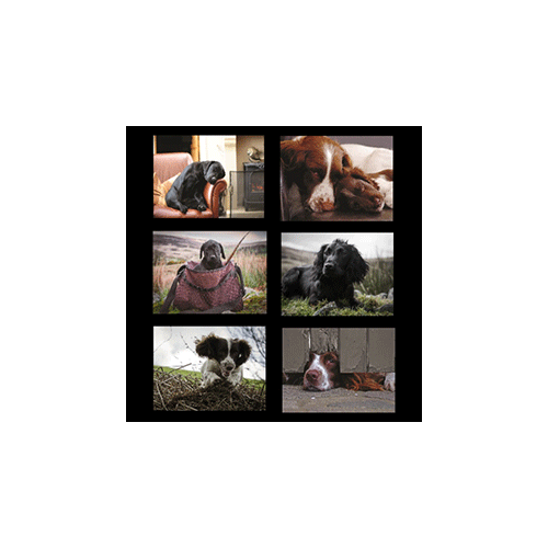 Country Matters Working Dogs Placemats Set Of 6