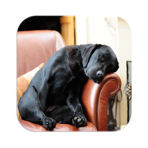 Country Matters Sleeping Lab Coaster